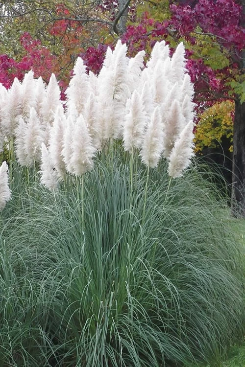 White Pampas Grass - 3 Gallon Pot - Image 7