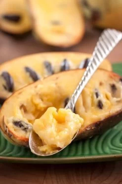 Paw Paw Tree - Asimina Triloba - 2 Gallon Pot