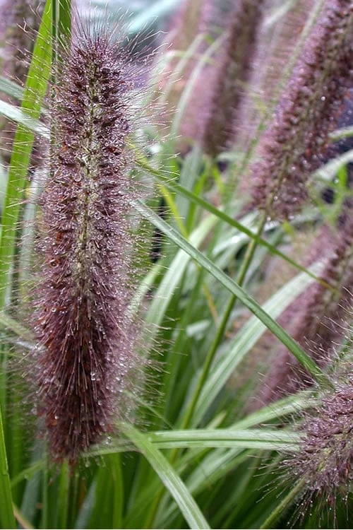 Black Fountain Grass - Pennisetum Alopecuroides 'Moudry' - 3 Gallon Pot - Image 4