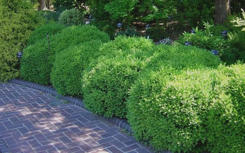 Franklins Gem Dwarf Boxwood - 1 Gallon Pot - Image 6