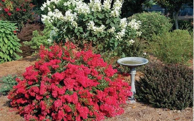 Cherry Dazzle Dwarf Crape Myrtle - 1 Gallon Pot - Image 5