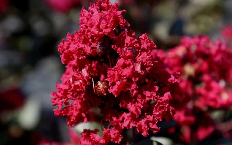 Double Feature Red Crape Myrtle - 3 Gallon Pot - Image 7