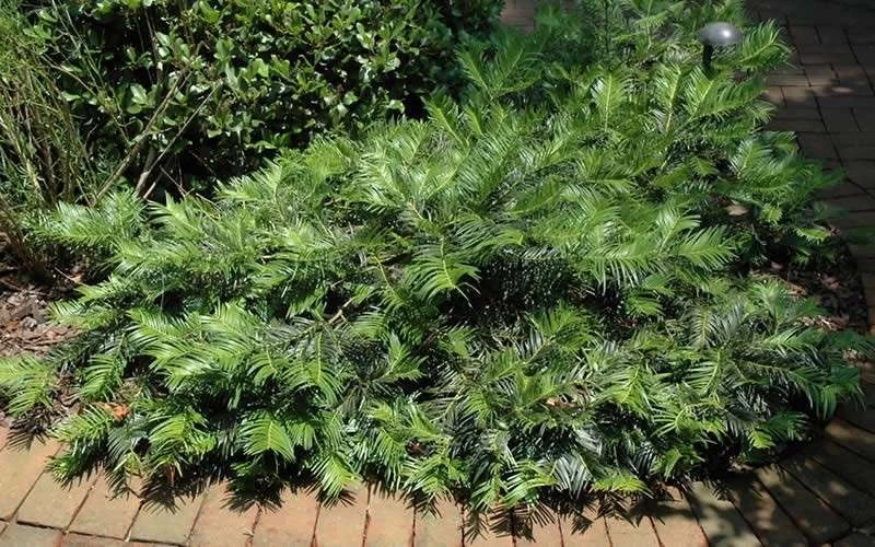 Creeping Japanese Plum Yew (Cephalotaxus Harringtonia 'Prostrata') - 2.5 Gallon Pot - Image 7