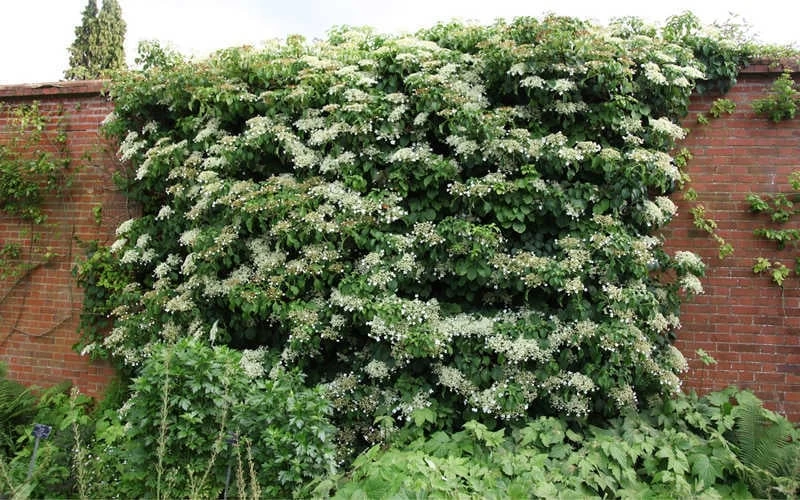 Moonlight Climbing Hydrangea - 2 Gallon Pot - Image 9