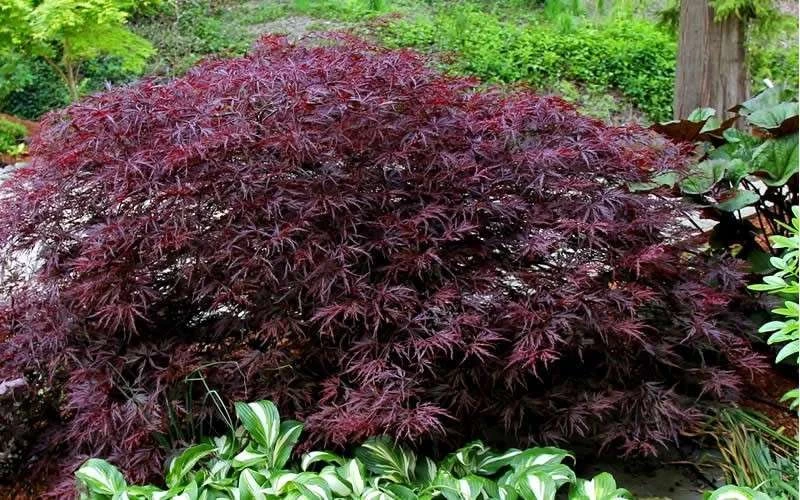 Red Dragon Dwarf Japanese Maple - 1 Gallon Pot - Image 8