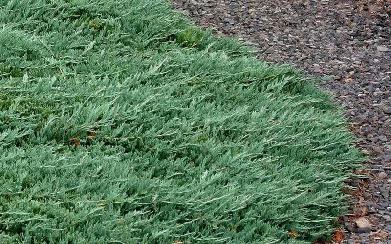 Blue Rug Juniper - 6-Pack Of 1 Gallon Pots - Image 7