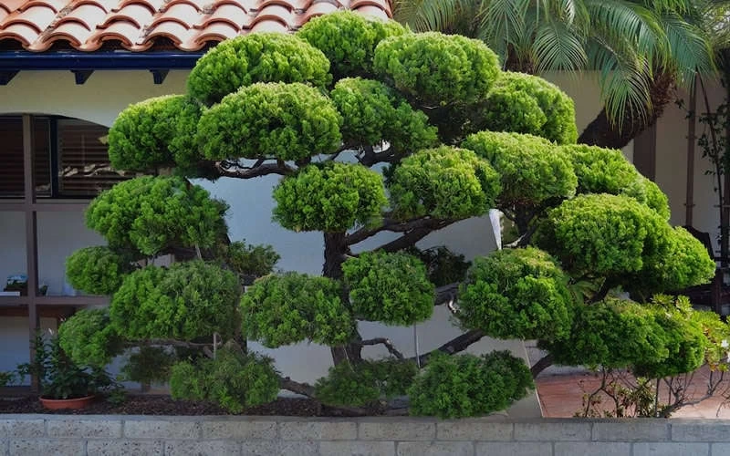 Hollywood Torulosa Juniper - 3 Gallon Pot - Image 6