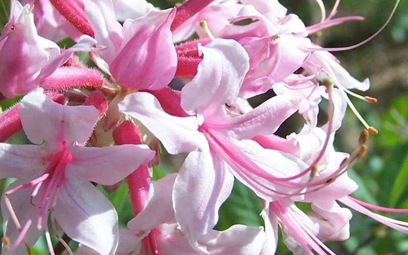 Varnadoes Phlox Pink Native Azalea - Rhododendron Canescens - 1 Gallon Pot - Image 5