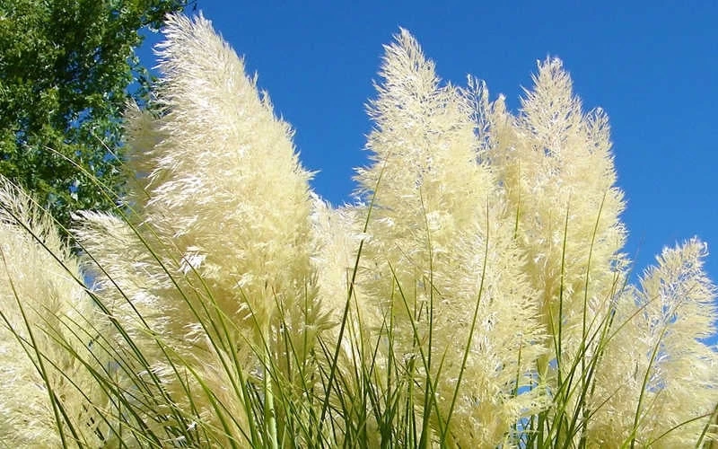 White Pampas Grass - 3 Gallon Pot - Image 5