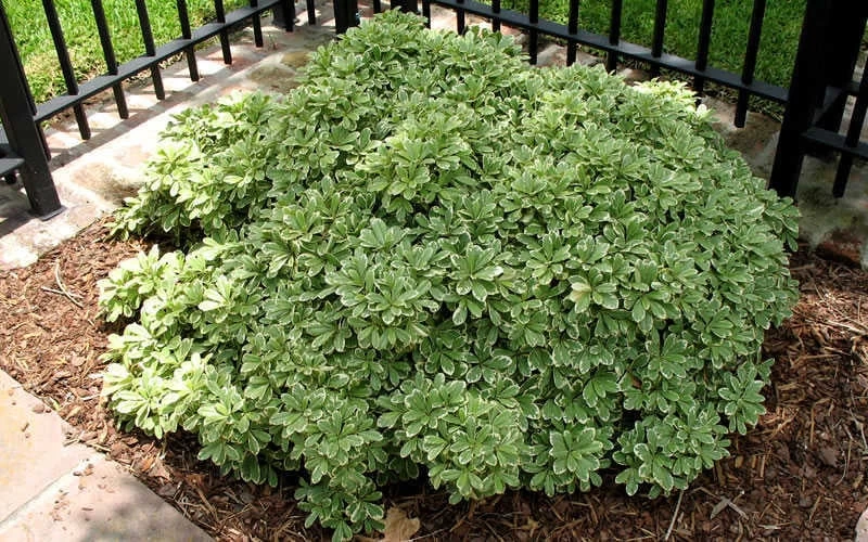 Variegated Pittosporum - Japanese Mock Orange - 1 Gallon Pot - Image 5