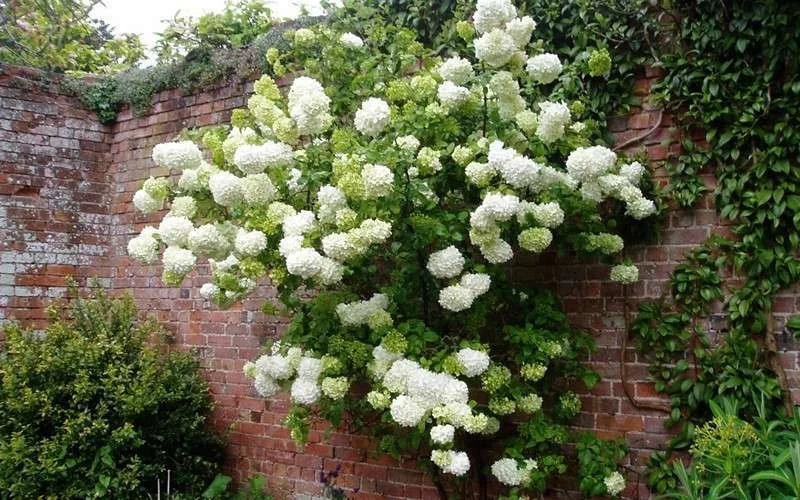 Chinese Snowball Viburnum Bush - 7 Gallon Pot (3-4') - Image 6