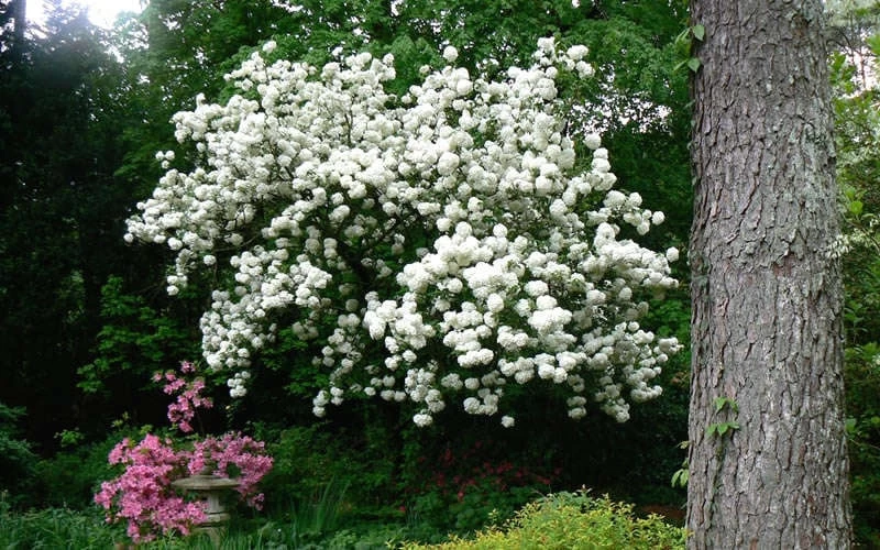 Chinese Snowball Viburnum Bush - 7 Gallon Pot (3-4') - Image 8