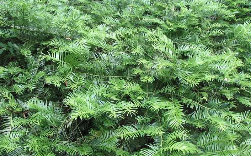 Yewtopia Plum Yew - 2 Gallon Pot - Image 5