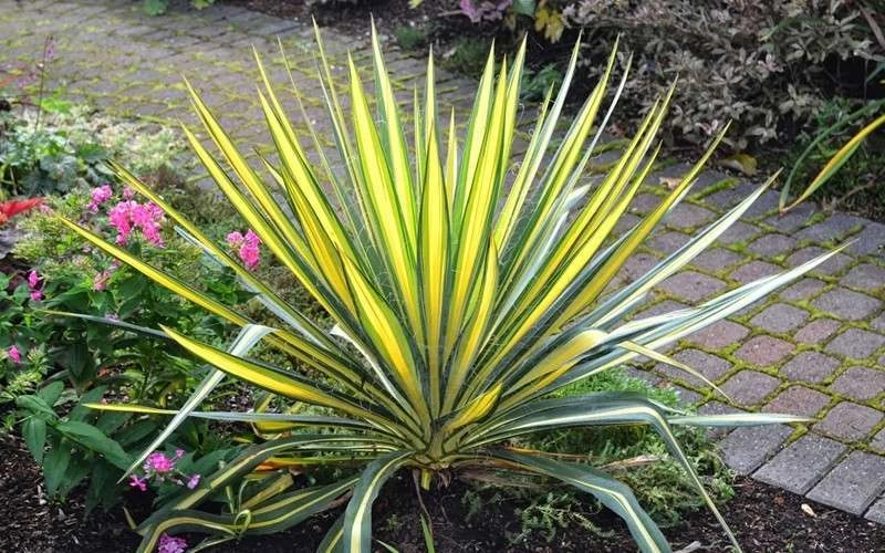 Color Guard Yucca - 6 Pack Of 1 Gallon Pots - Image 4