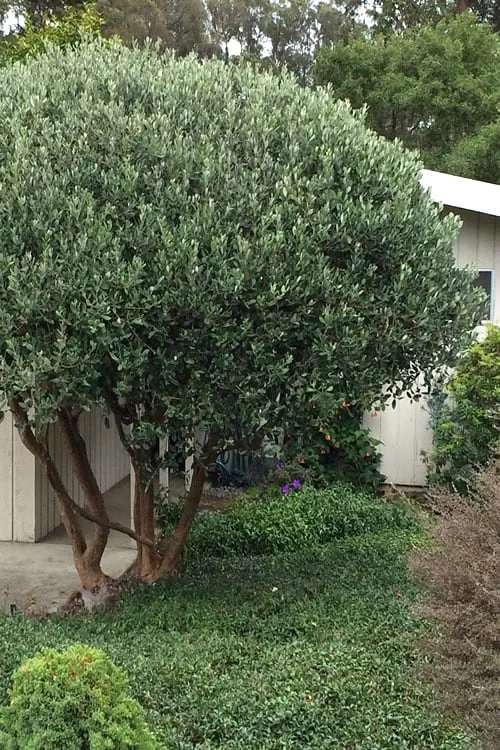 Pineapple Guava -Feijoa Sellowiana - 7 Gallon Pot - Image 5