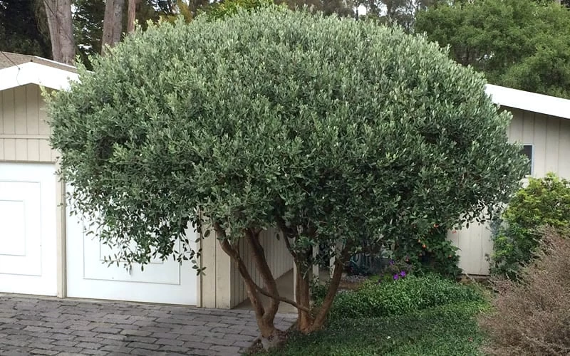 Pineapple Guava -Feijoa Sellowiana - 7 Gallon Pot - Image 8