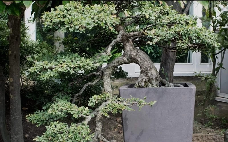 Variegated Pittosporum - Japanese Mock Orange - 1 Gallon Pot - Image 7