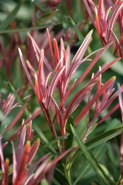 Emerald Flame Podocarpus Macrophyllus (Japanese Yew) - 3 Gallon Pot