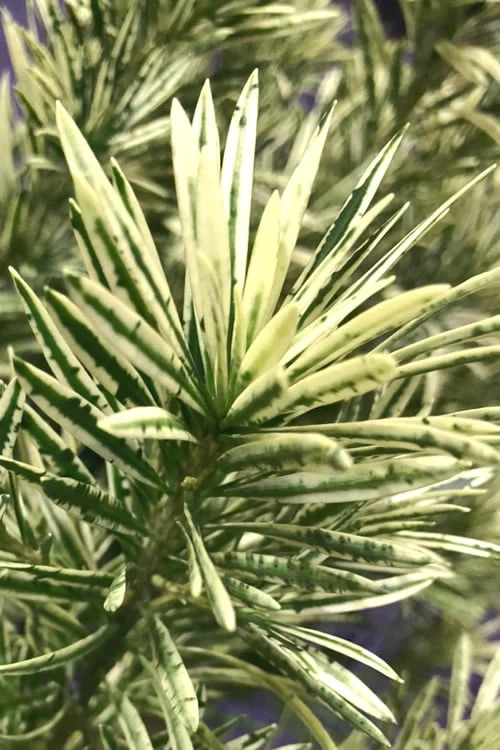 Roman Candles Podocarpus Macrophyllus - 3 Gallon Pot - Image 5