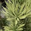 Roman Candles Podocarpus Macrophyllus - 3 Gallon Pot
