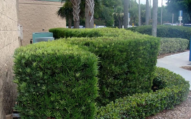 Podocarpus Macrophyllus Upright Yew - 6 Pack Of 1 Gallon Pots - Image 6