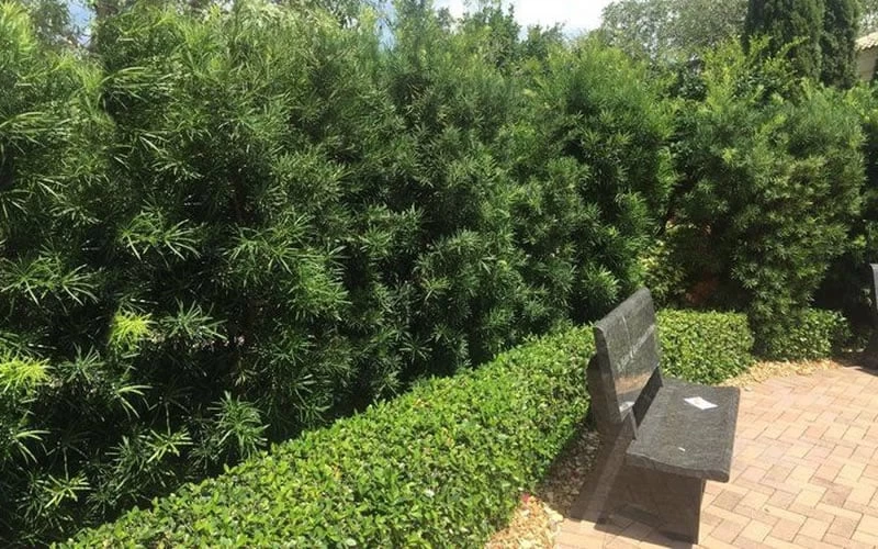 Podocarpus Macrophyllus Upright Yew - 6 Pack Of 1 Gallon Pots - Image 5