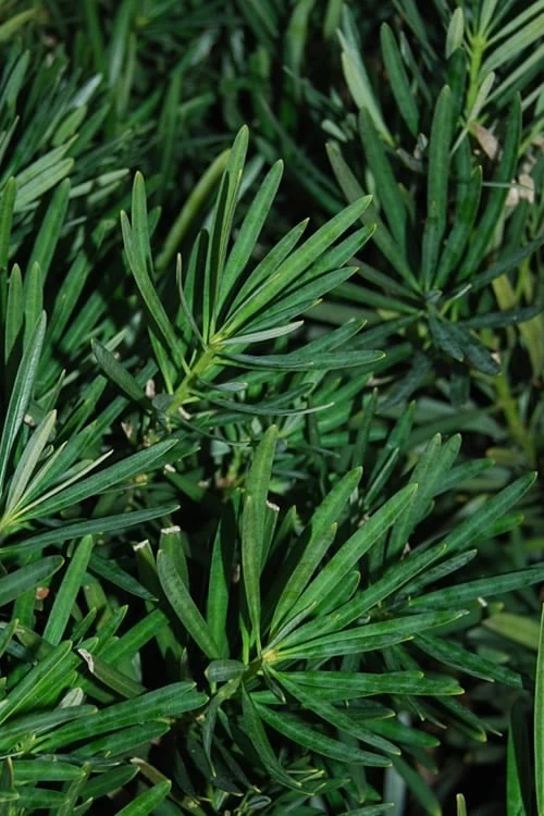 Podocarpus Macrophyllus Upright Yew - 6 Pack Of 1 Gallon Pots - Image 10