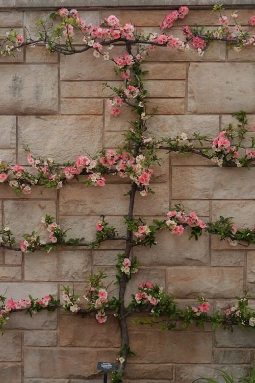 Toyo Nishiki Flowering Quince - Chaenomeles Speciosa - 2 Gallon Pot - Image 6