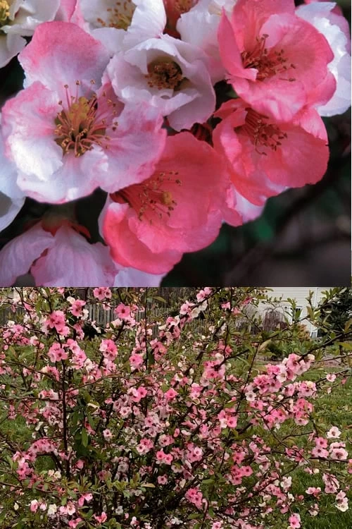 Toyo Nishiki Flowering Quince - Chaenomeles Speciosa - 2 Gallon Pot - Image 4