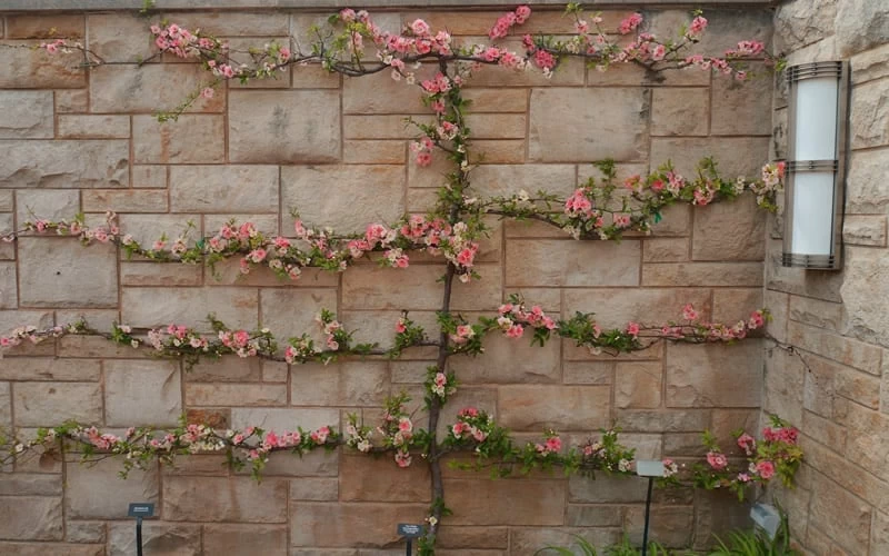 Toyo Nishiki Flowering Quince - Chaenomeles Speciosa - 2 Gallon Pot - Image 7
