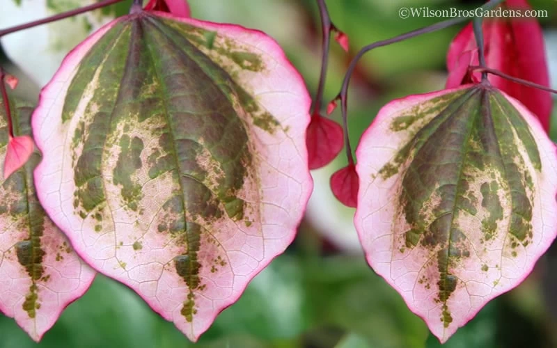 Carolina Sweetheart Eastern Redbud Tree - 3 Gallon Pot - Image 4