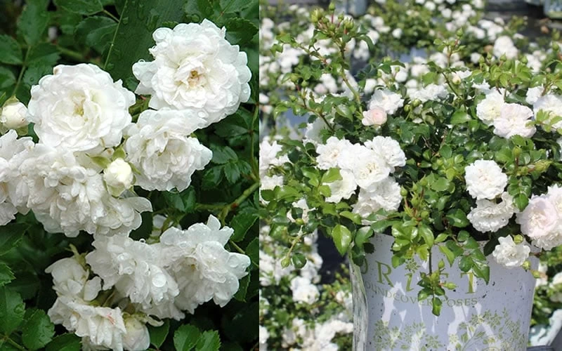 White Drift Rose - 1 Gallon Pot - Image 6