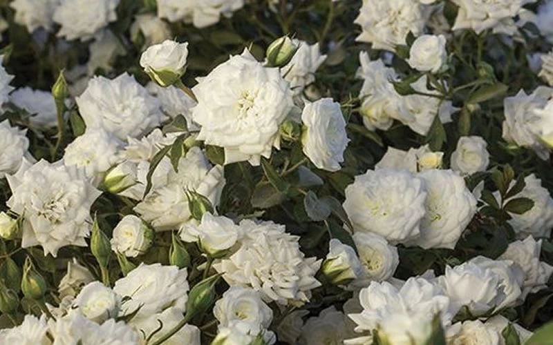 White Drift Rose - 1 Gallon Pot - Image 5