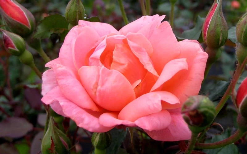 Coral Knock Out Rose - 3 Gallon Pot - Image 6