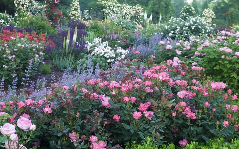 Pink Knock Out Rose - 3 Gallon Pot - Image 6