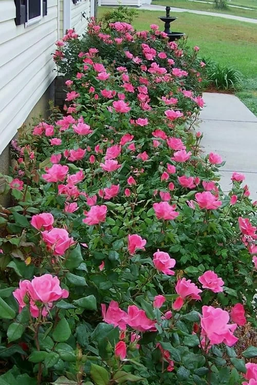 Pink Knock Out Rose - 3 Gallon Pot - Image 4