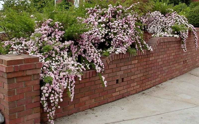 Petite Pink Scotch Miniature Rose - 1 Gallon Pot - Image 5