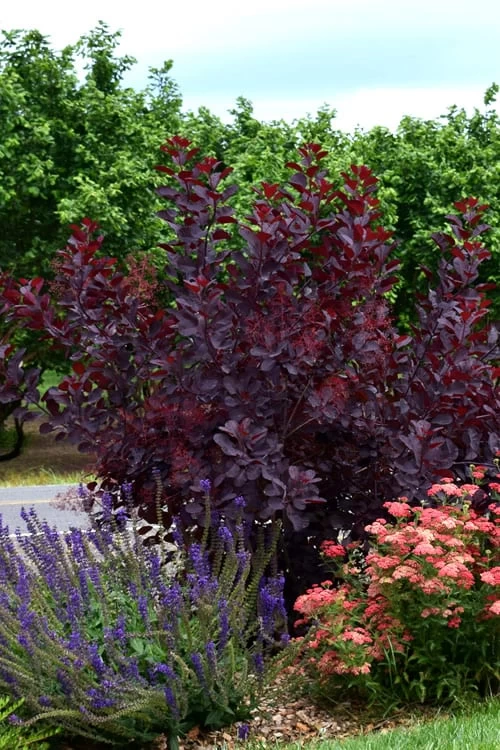 Royal Purple Smoke Tree (Smokebush) - 5 Gallon Pot - Image 9