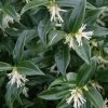Confused Sweet Box (Sarcococca Confusa) - 1 Gallon Pot