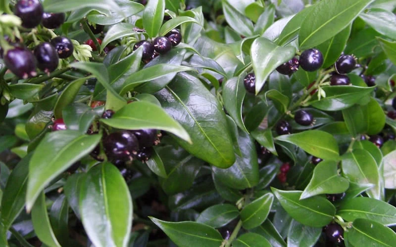 Confused Sweet Box (Sarcococca Confusa) - 1 Gallon Pot - Image 7