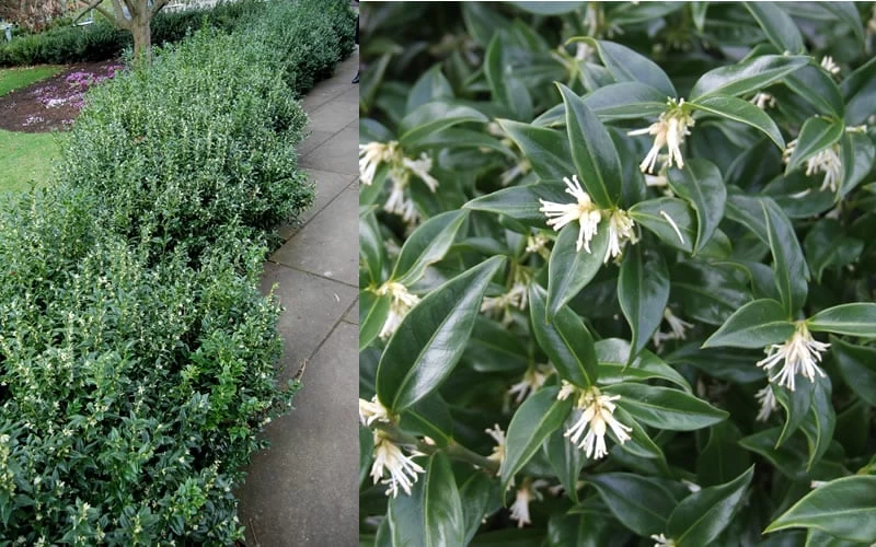 Confused Sweet Box (Sarcococca Confusa) - 1 Gallon Pot - Image 9