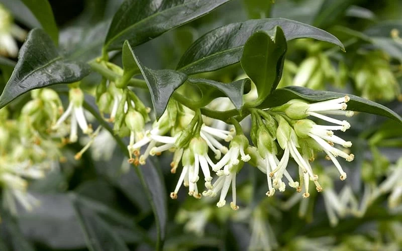 Confused Sweet Box (Sarcococca Confusa) - 1 Gallon Pot - Image 6