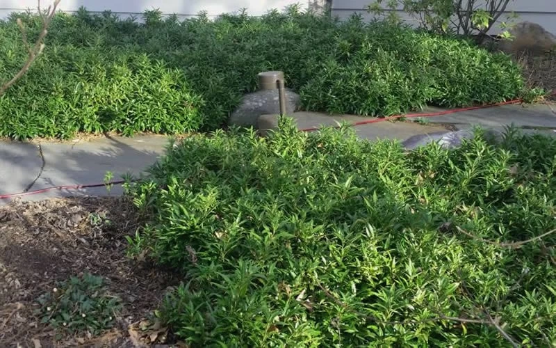 Confused Sweet Box (Sarcococca Confusa) - 1 Gallon Pot - Image 5