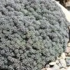 Tiny Buttons Sedum Hispanicum - 10 Pack Of Pint Pots
