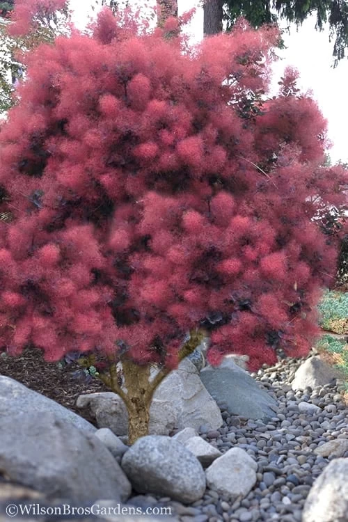 Royal Purple Smoke Tree (Smokebush) - 5 Gallon Pot - Image 7