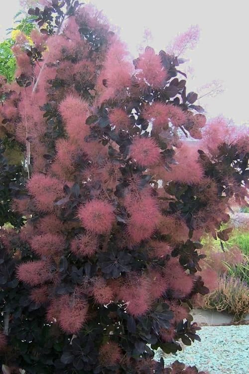 Royal Purple Smoke Tree (Smokebush) - 5 Gallon Pot - Image 4