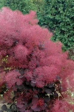 Royal Purple Smoke Tree (Smokebush) - 5 Gallon Pot