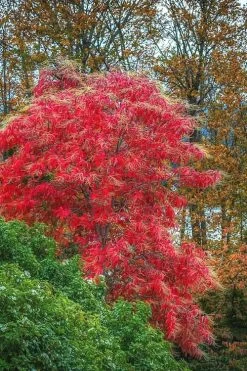 Sourwood Tree - Oxydendrum Arboreum - 3 Gallon Pot