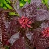 Burgundy Spice Sweetshrub (Calycanthus ) - 3 Gallon Pot