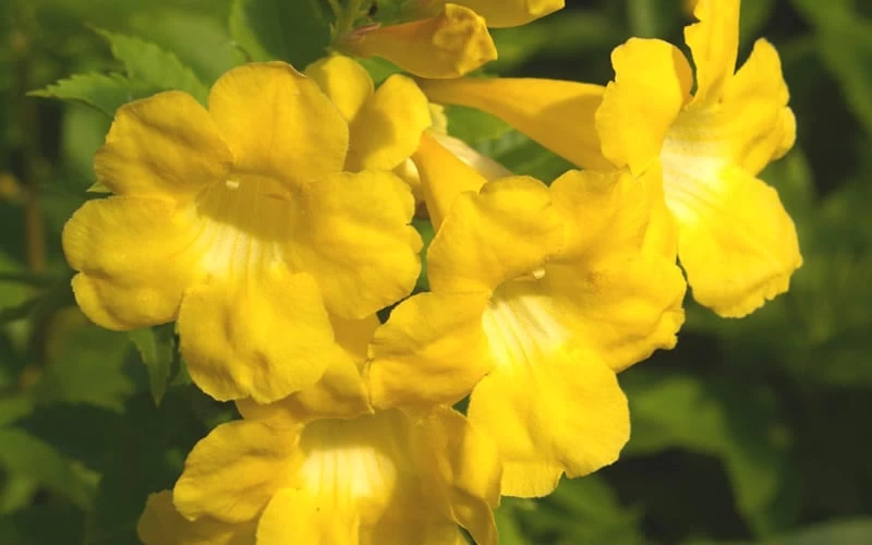 Lydia Tecoma - Esperanza - 1 Gallon Pot - Image 4